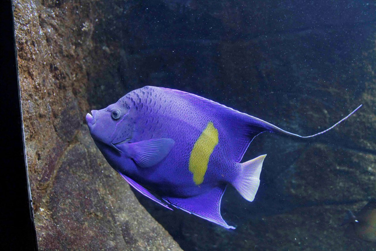 A yellowbar angelfish at the Cretaquarium