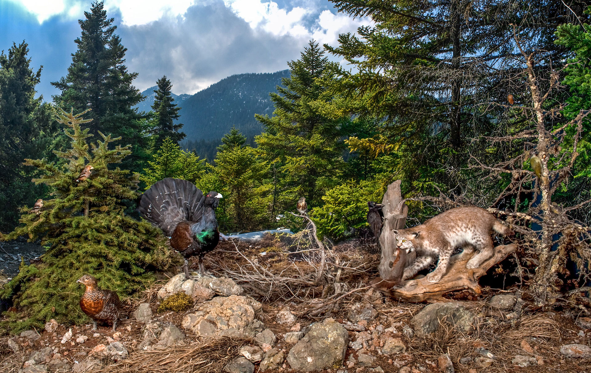 A picture of wildlife in a forest 