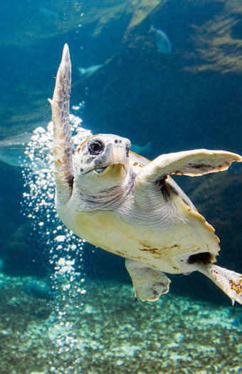 A sea turtle swimming