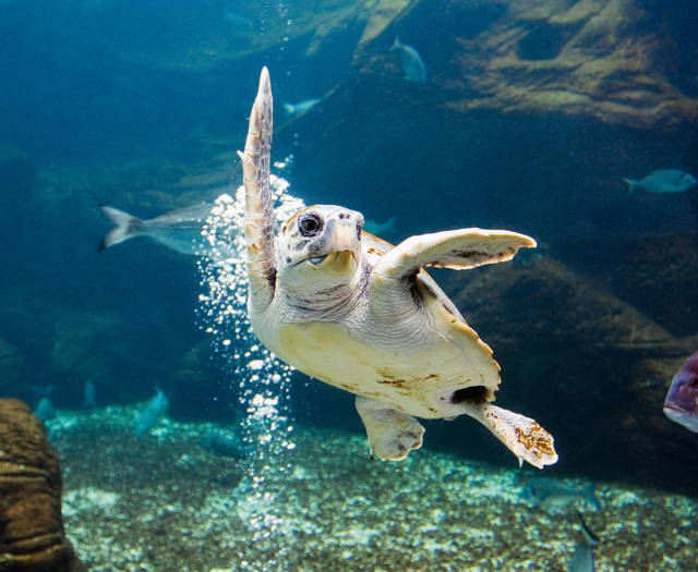 A sea turtle swimming
